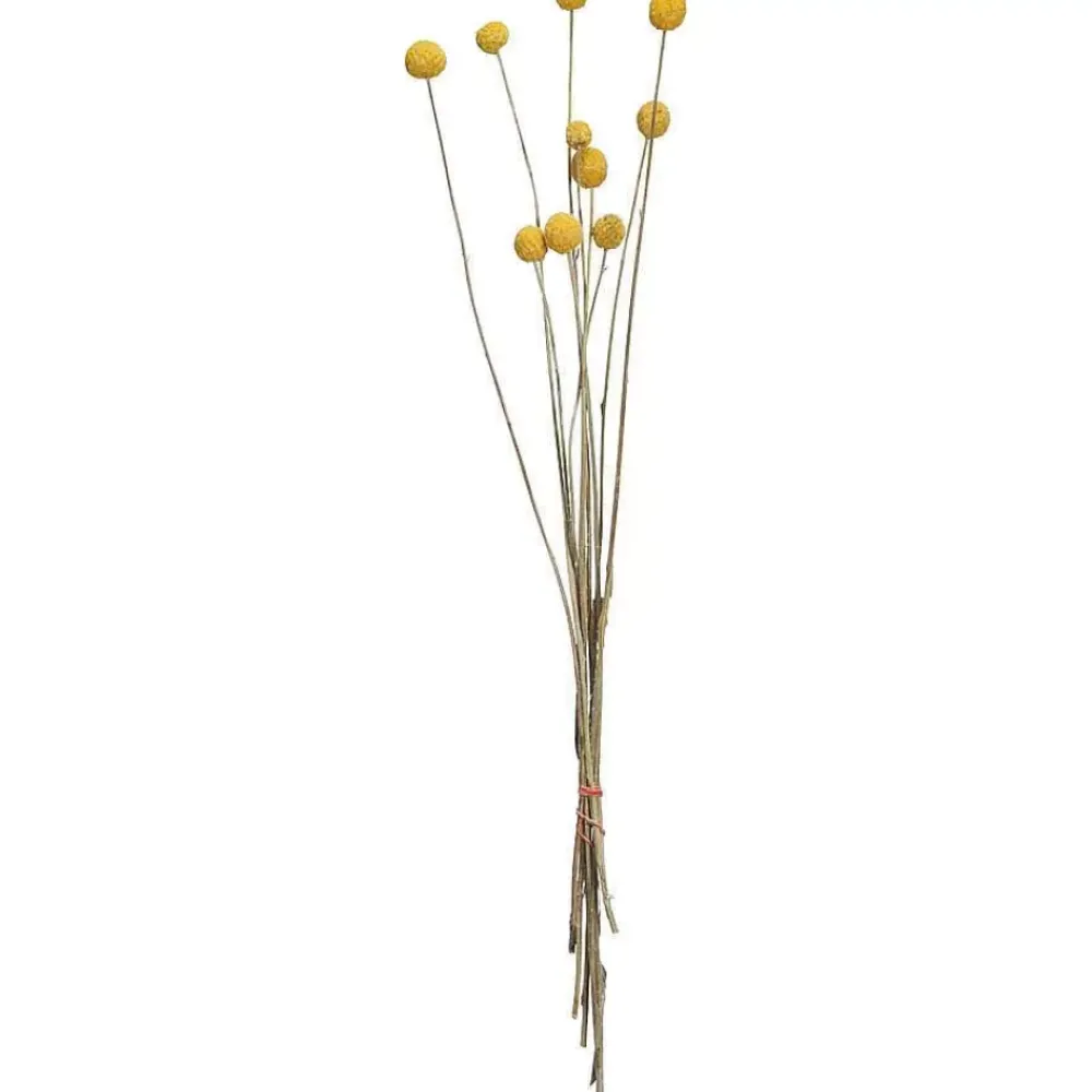 Clearance Craspedia Gedroogd Naturel Kunstplanten & Kunstbloemen